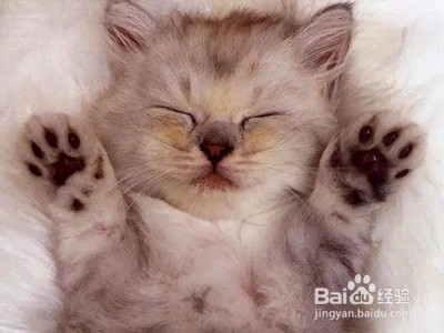 如何梳理宠物猫的毛发?