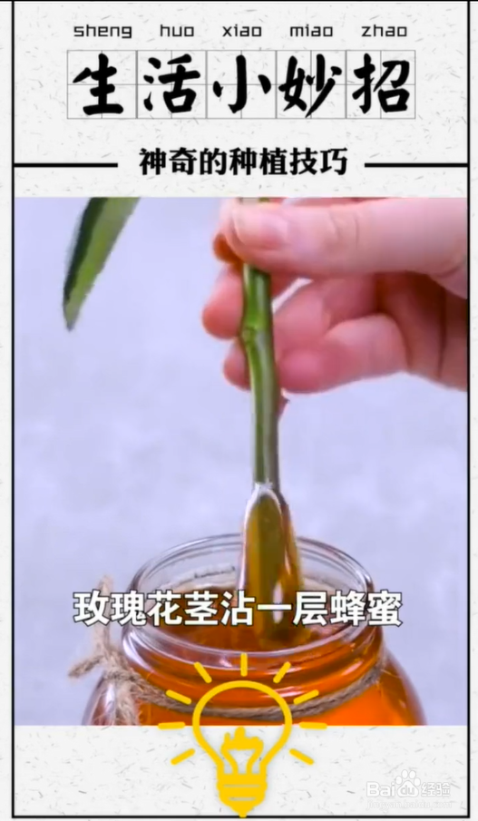 植物种植小技巧
