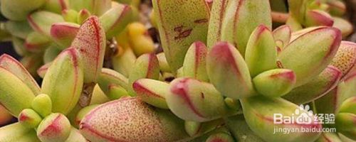 夏天可以买多肉植物吗 百度经验