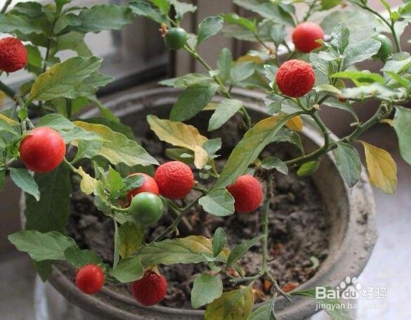 盆栽植物怎么养?