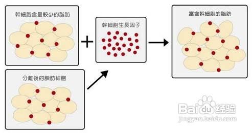 自体脂肪丰唇效果好不好