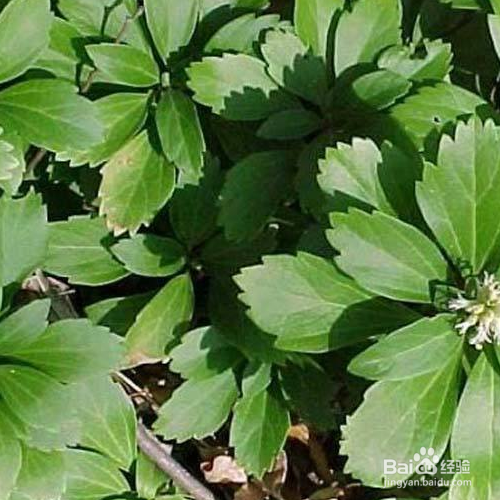 富贵草的养殖方法和注意事项