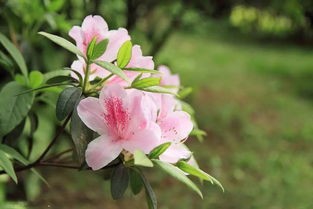 杜鹃的养殖方法和注意事项