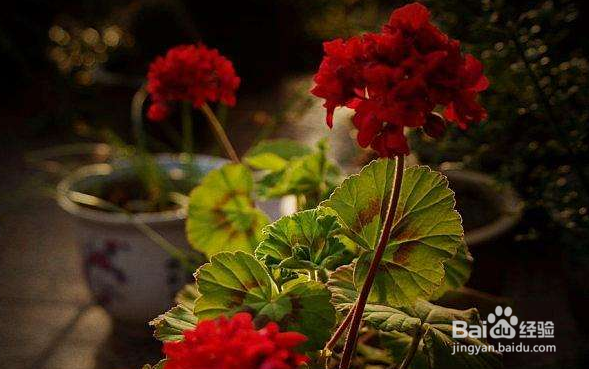 石蜡红盆栽怎么养