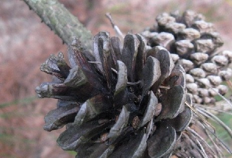 【儿童节】勾起你童年回忆的野果子
