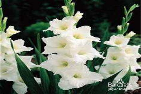 剑兰的养殖方法和注意事项有什么？