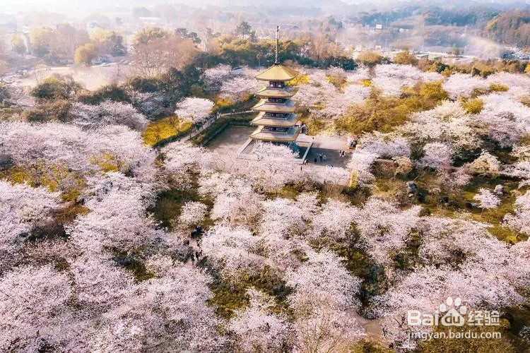 武汉东湖樱花园怎么去