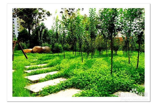 小金毛挑食该怎么办?