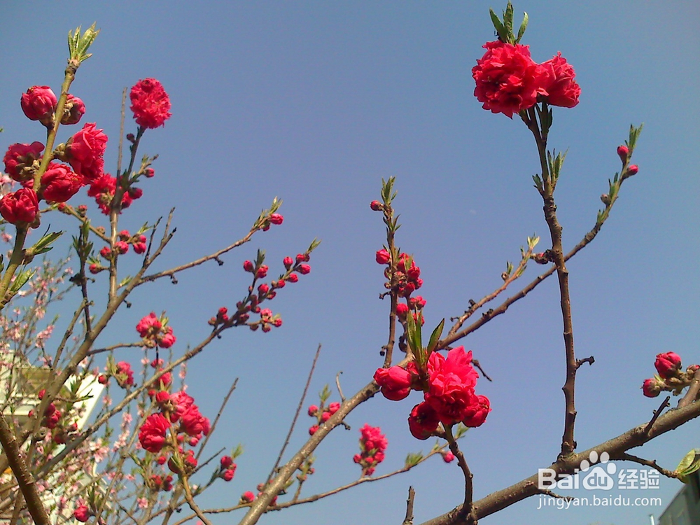 日常生活中流鼻血的处理办法