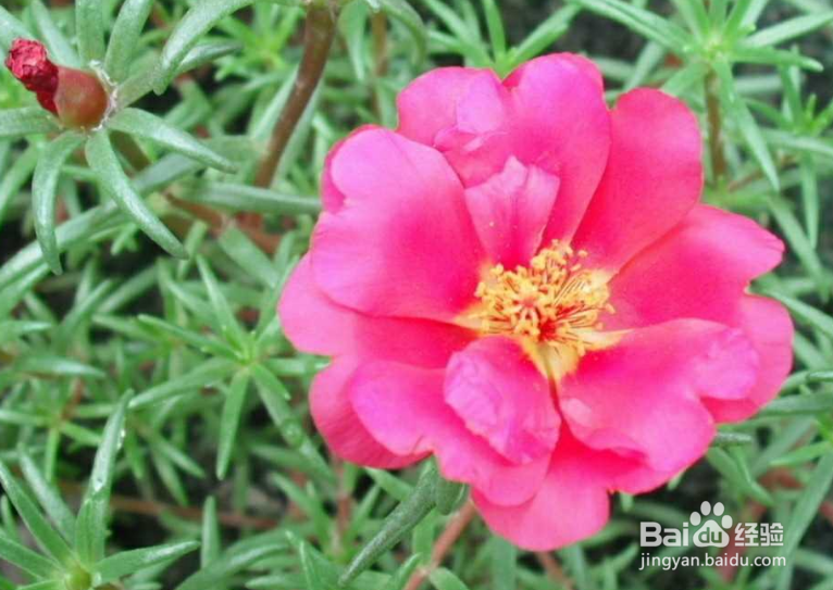 掐不死花怎么种植