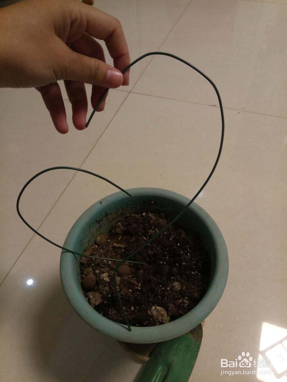 爱之蔓做成爱心盆栽的教程