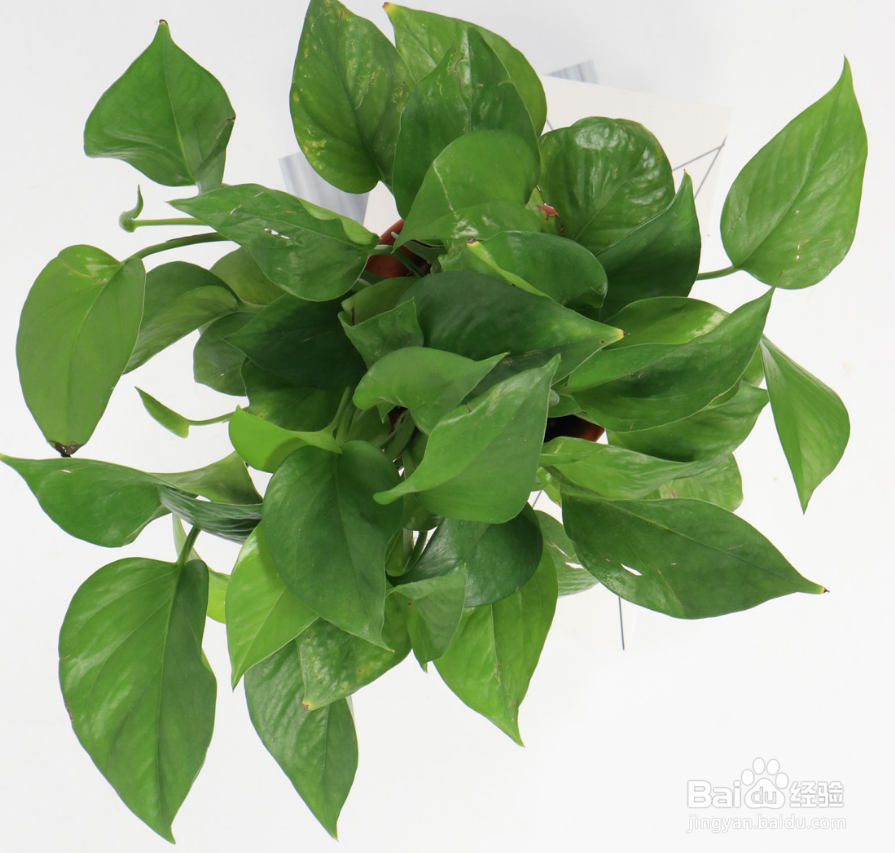 绿萝怎么养殖长得茂盛