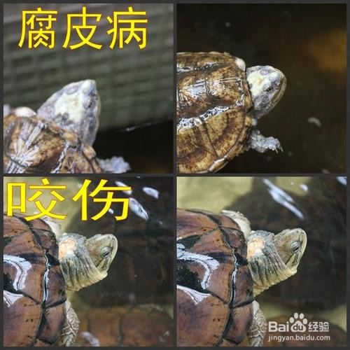 如何挑选健康的宠物龟