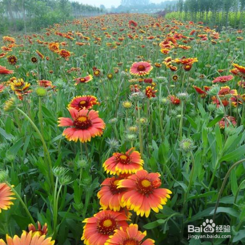 天人菊种子怎么种?