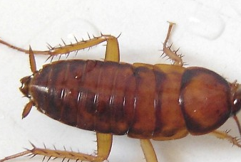 床上有蟑螂是什么原因