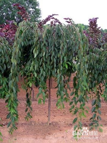 八重红枝垂樱入秋后的管理技巧