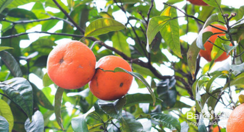 橘子树苗如何种植