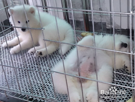 如何让萨摩进笼睡觉