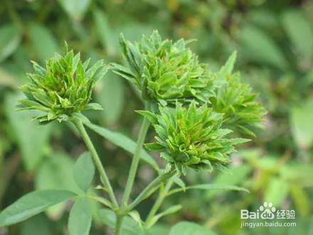 绿萼怎么养长的好