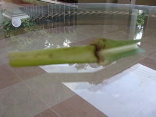 养生马草汁制作方法