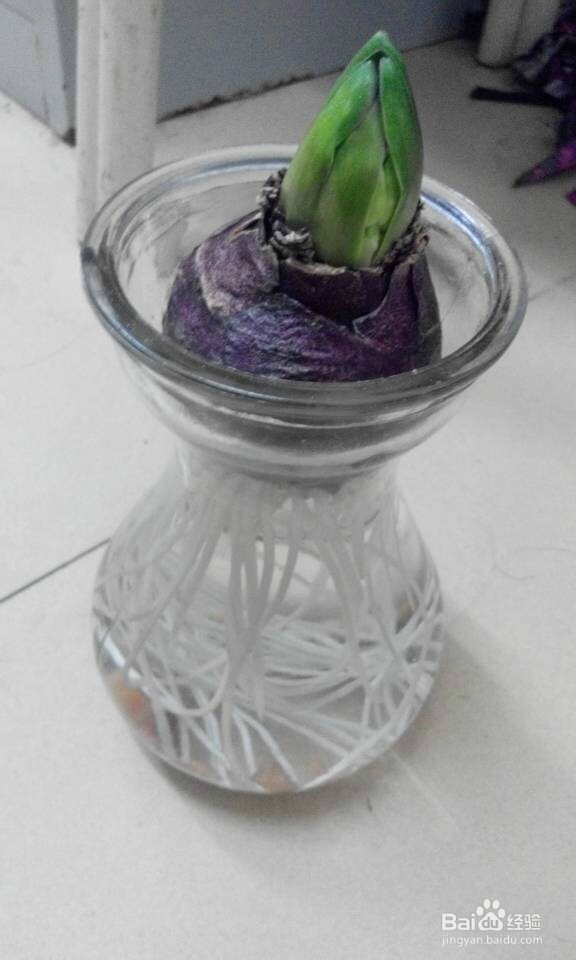 如何养好水培风信子