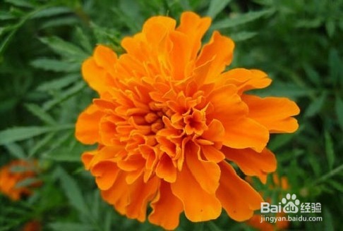 适合四月底五月初的盆栽的植物有哪些？