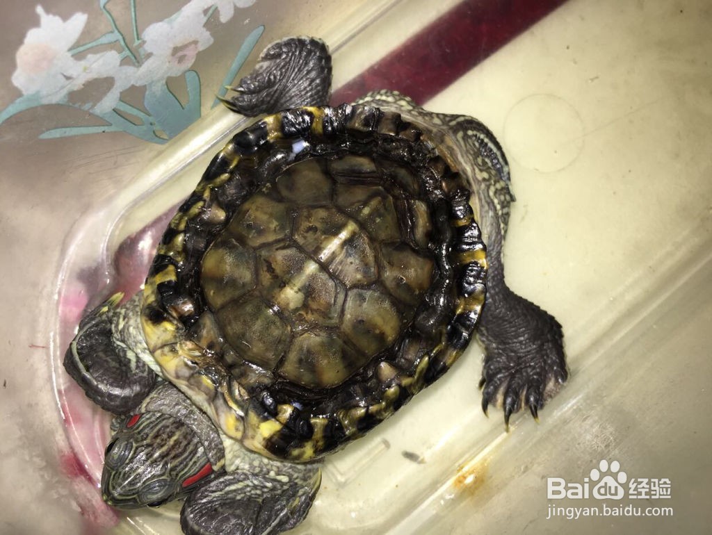 乌龟壳烂了怎么治疗