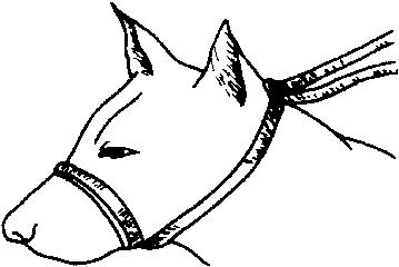 怎样对犬进行保定