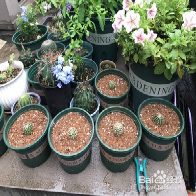 席克氏仙人球怎么养