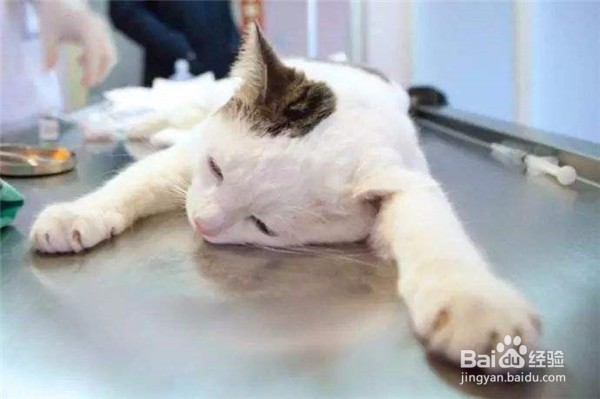 什么原因会导致猫咪呕吐