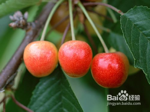 适合男性多吃的六种食物