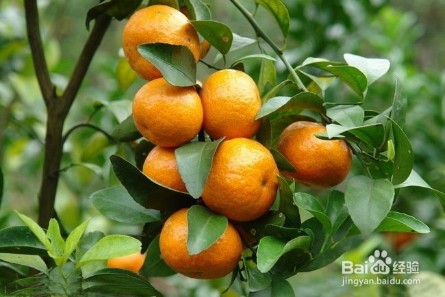 贫血者可以多吃这几种水果助健康。