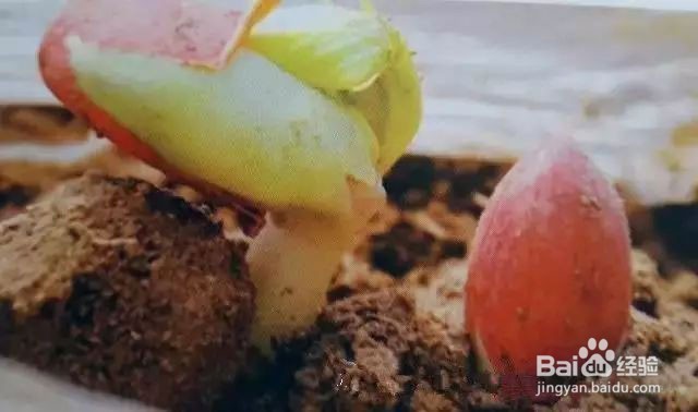 花生田如何消除根结线虫病害