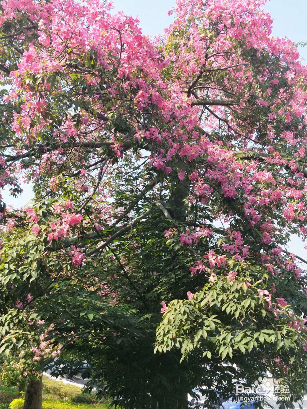 总是怀疑自己得了肺炎怎么办