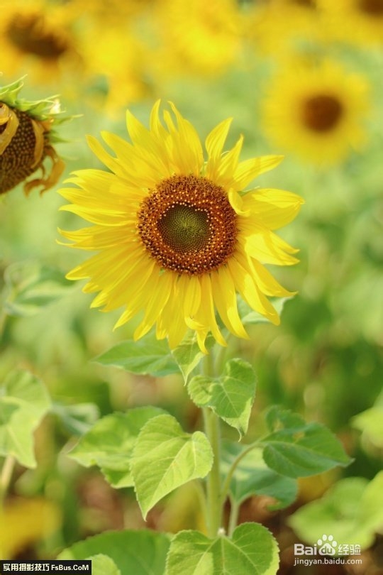 数码相机—花卉拍摄技巧