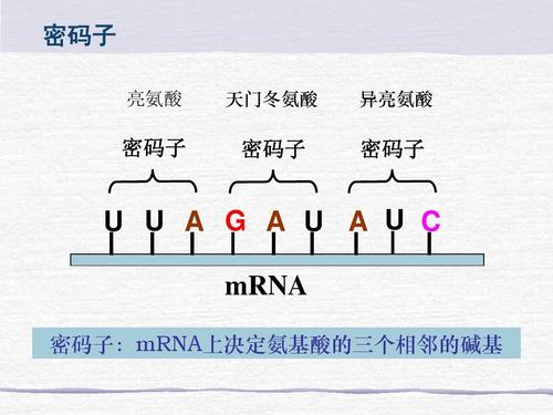 转录和复制的异同点