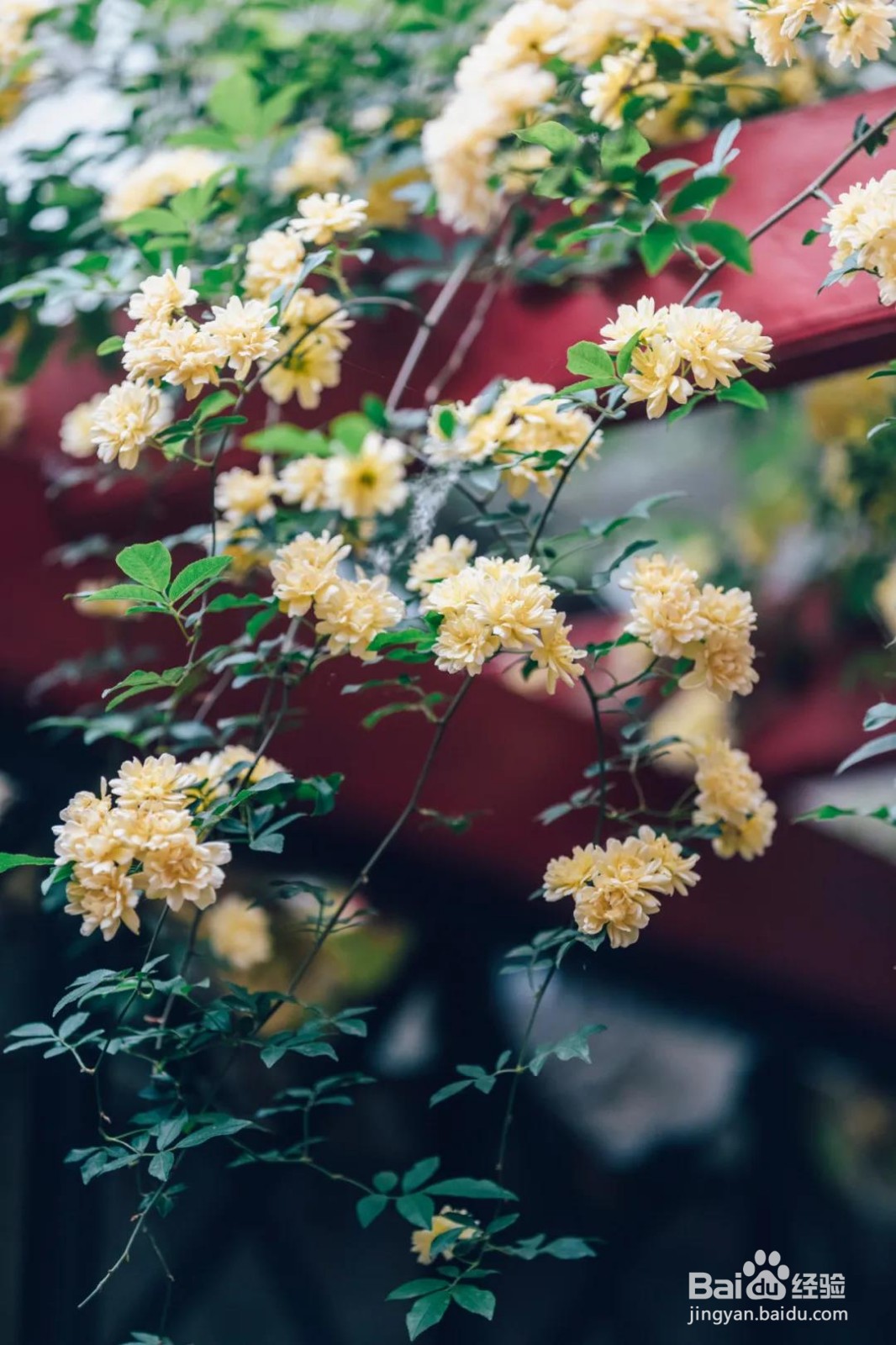 古镇周庄下午茶推荐地