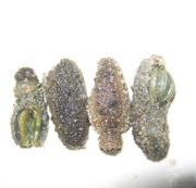 红根白菜焖大虾的做法