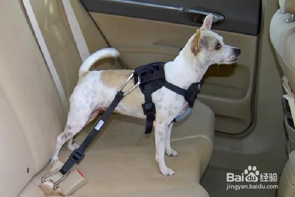 如何去除汽车内饰中的宠物尿渍