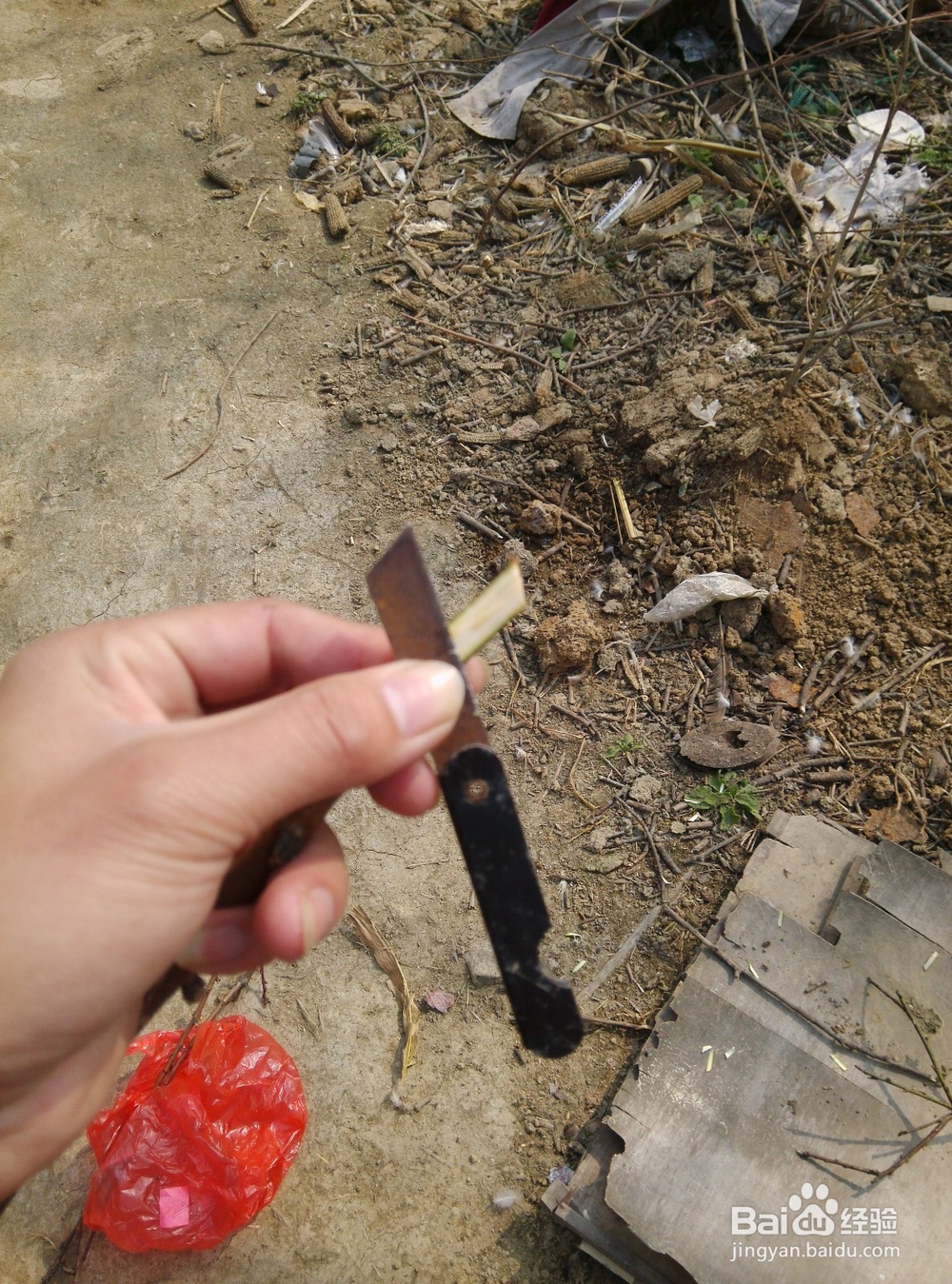 正确嫁接桃树的方法