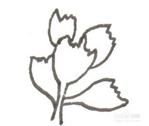 卡通画——熊童子的绘画技巧