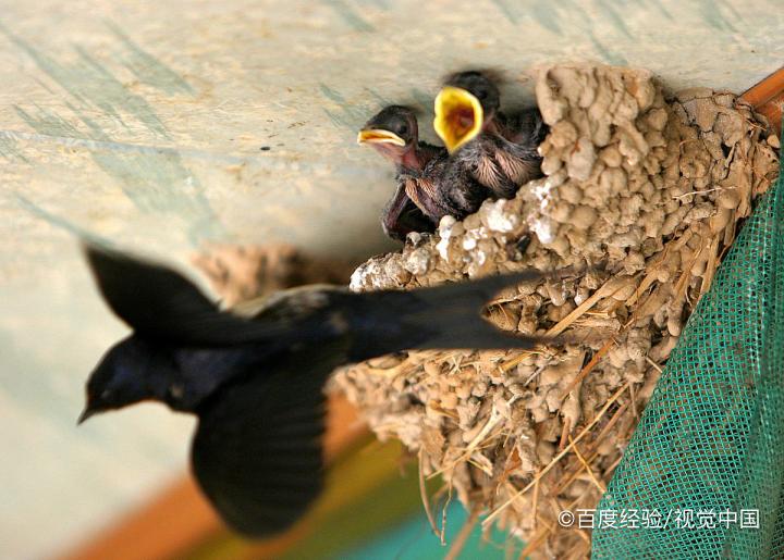 燕子雏鸟怎么喂养