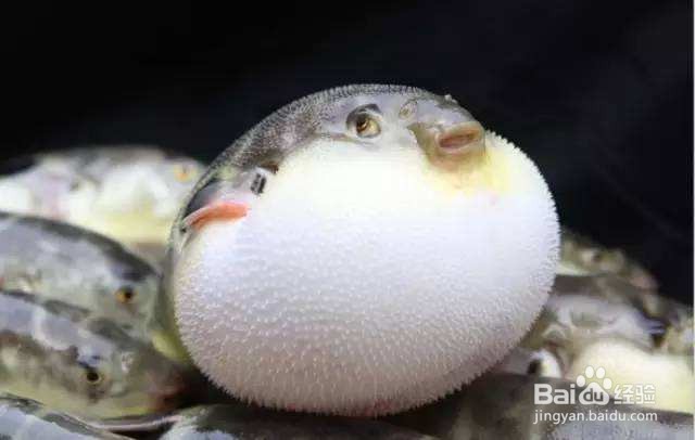 吃青橄榄对身体有什么好处