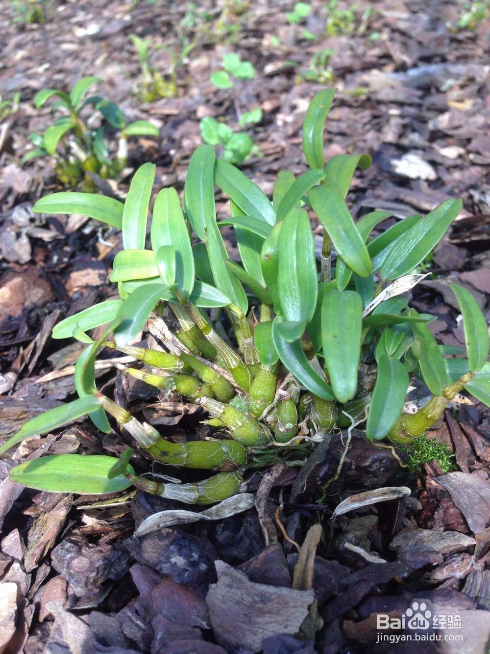 九斛之尊霍山石斛的种植条件