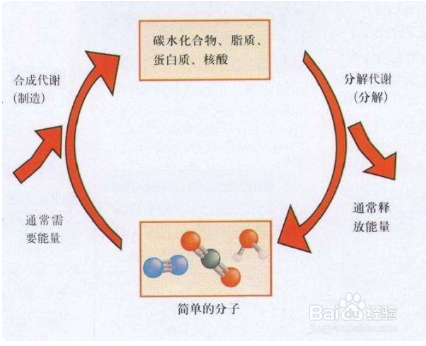 同化作用和异化作用 百度经验