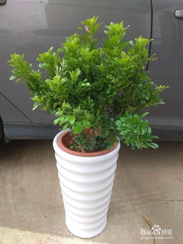 养一盆就能让家里满室生香!