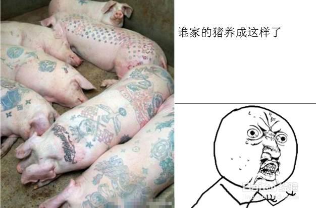 猪撞树上了怎么办