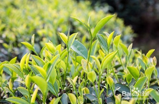 乌龙茶极品大红袍
