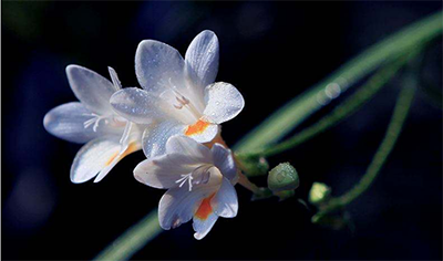 小苍兰鲜切花怎么保鲜