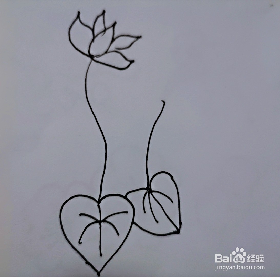 简笔画 仙客来#新人打卡#